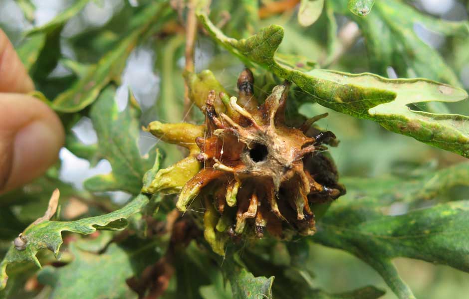 Galle sur gland de Chêne ARBRE