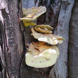 polypore soufré