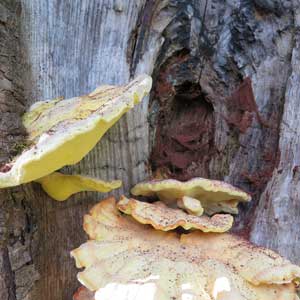 polypore soufré