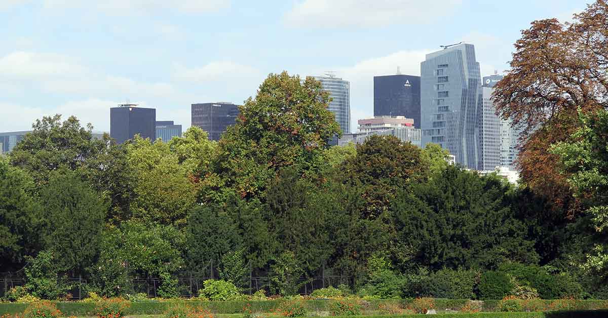 Expert-conseil en arboriculture ornementale