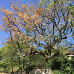 Effets de la sécheresse sur les arbres