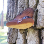 Faut-il s’inquiéter des champignons sur un arbre ?