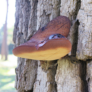les champignons lignivores