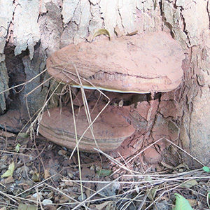Diagnostic d'un arbre