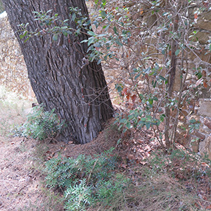 mission conseil arboricole