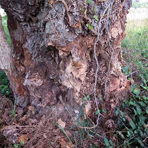insectes xylophages de l'arbre