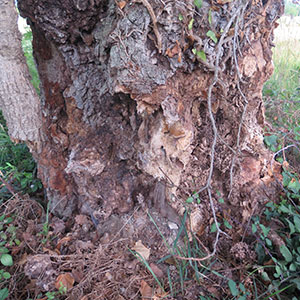 insectes xylophages de l'arbre