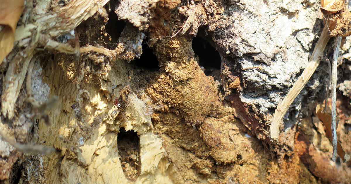 Insectes xylophages de l'arbre
