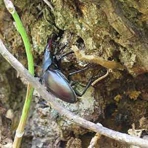 insectes xylophages de l'arbre