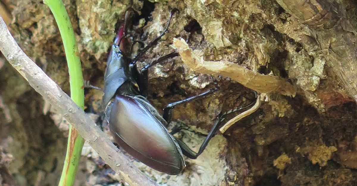 Insectes xylophages de l'arbre