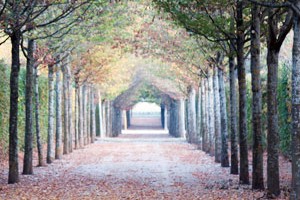 arbres de jardins historiques