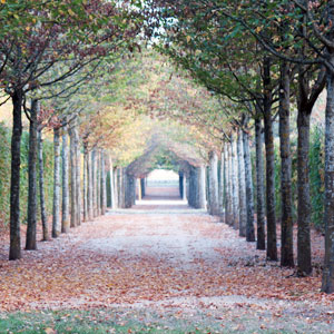 arbres de jardins historiques