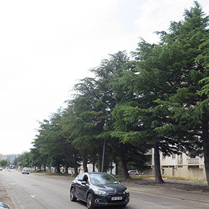 inventaire et diagnostic de patrimoine arboré