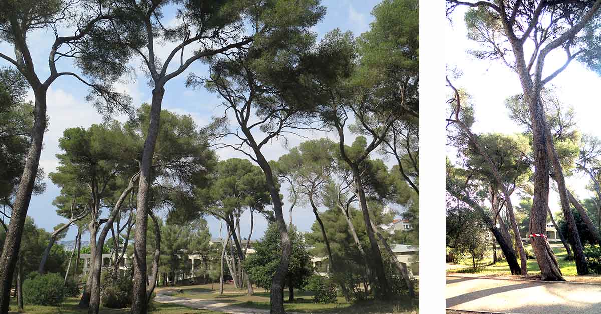 Mission d'expertise phytosanitaire