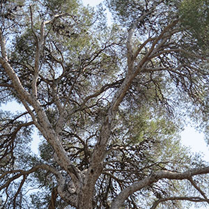 Ilots de fraicheur à Marseille