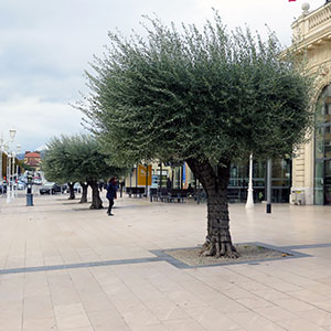 sécheresse des arbres et changement climatique en Méditerranée