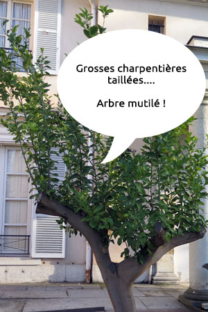 arbre mutilé