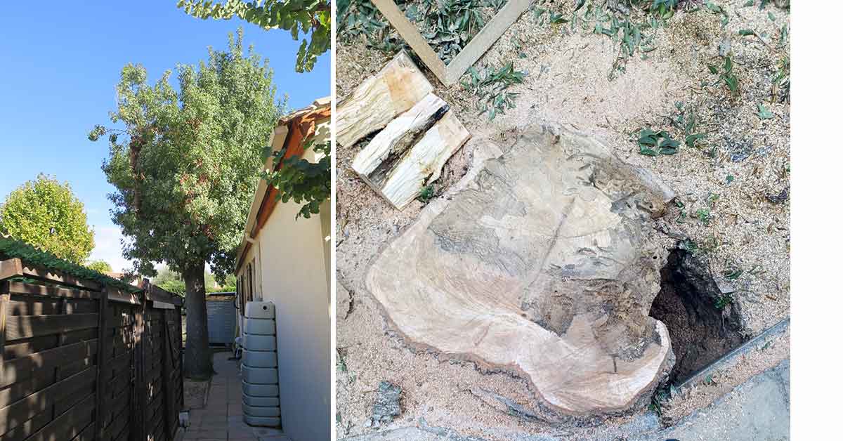 étude phytosanitaire d'un arbre