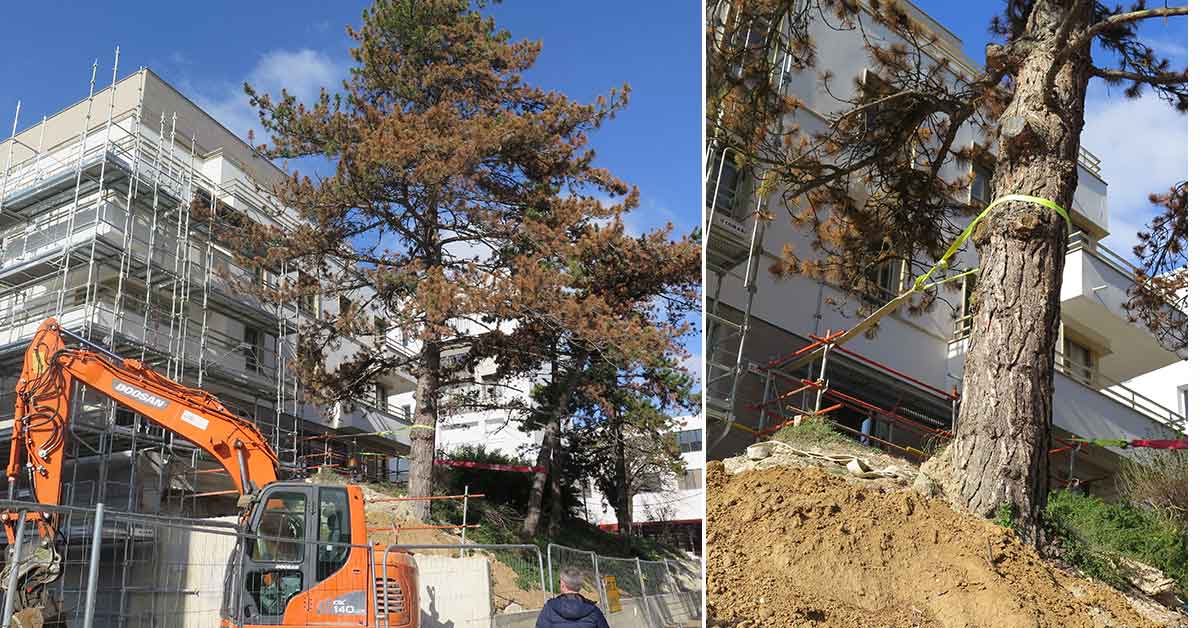 Étude phytosanitaire et projet immobilier