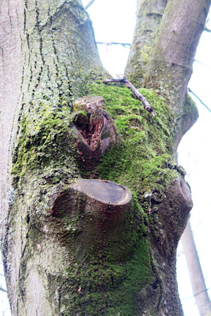 arbre mutilé