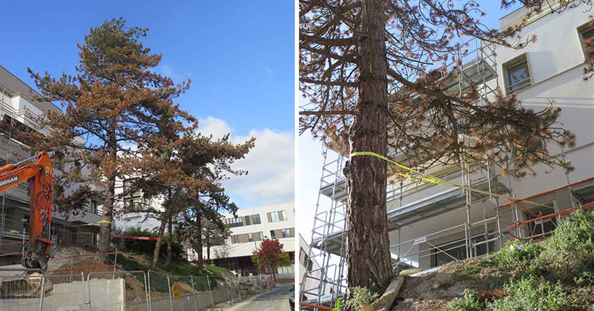 Étude phytosanitaire et projet immobilier