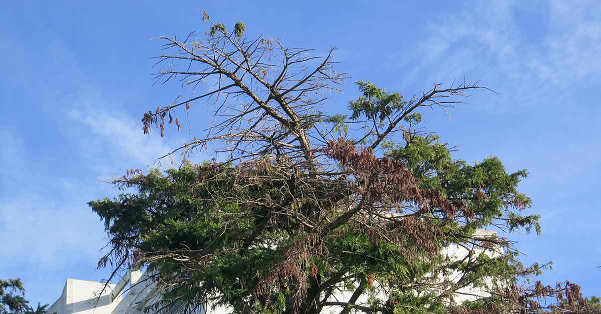Diagnostic d'un arbre malade