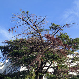 Diagnostic arbre malade