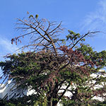 Diagnostic d'un arbre malade (06)