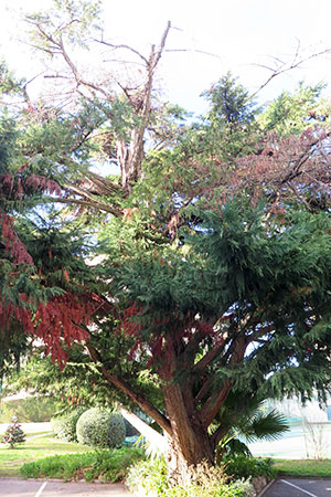 Diagnostic arbre malade