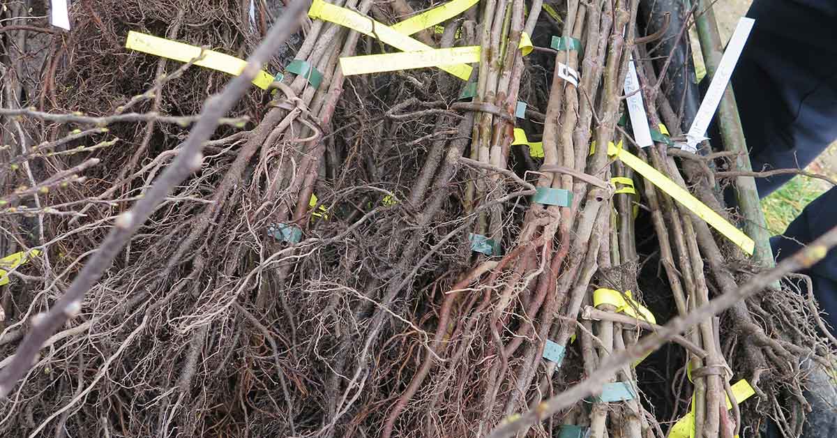 Les arbres aussi ont un microbiote !