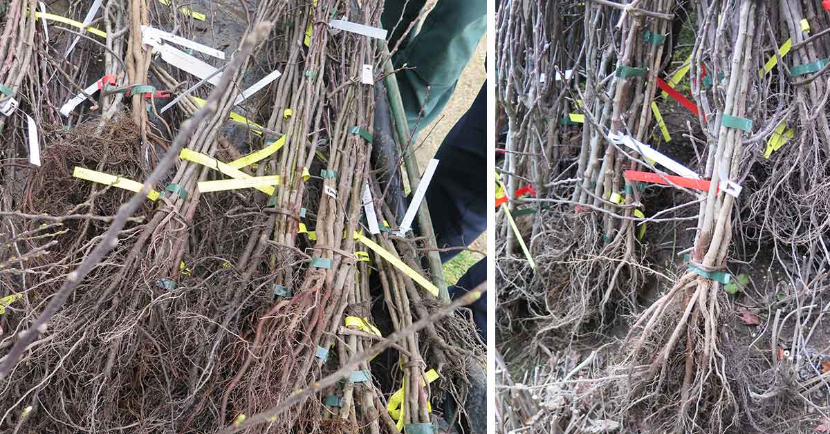 Conseils en plantation d'arbres