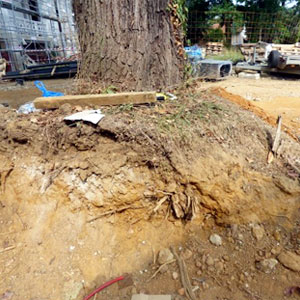 Protection de l'arbre avant travaux