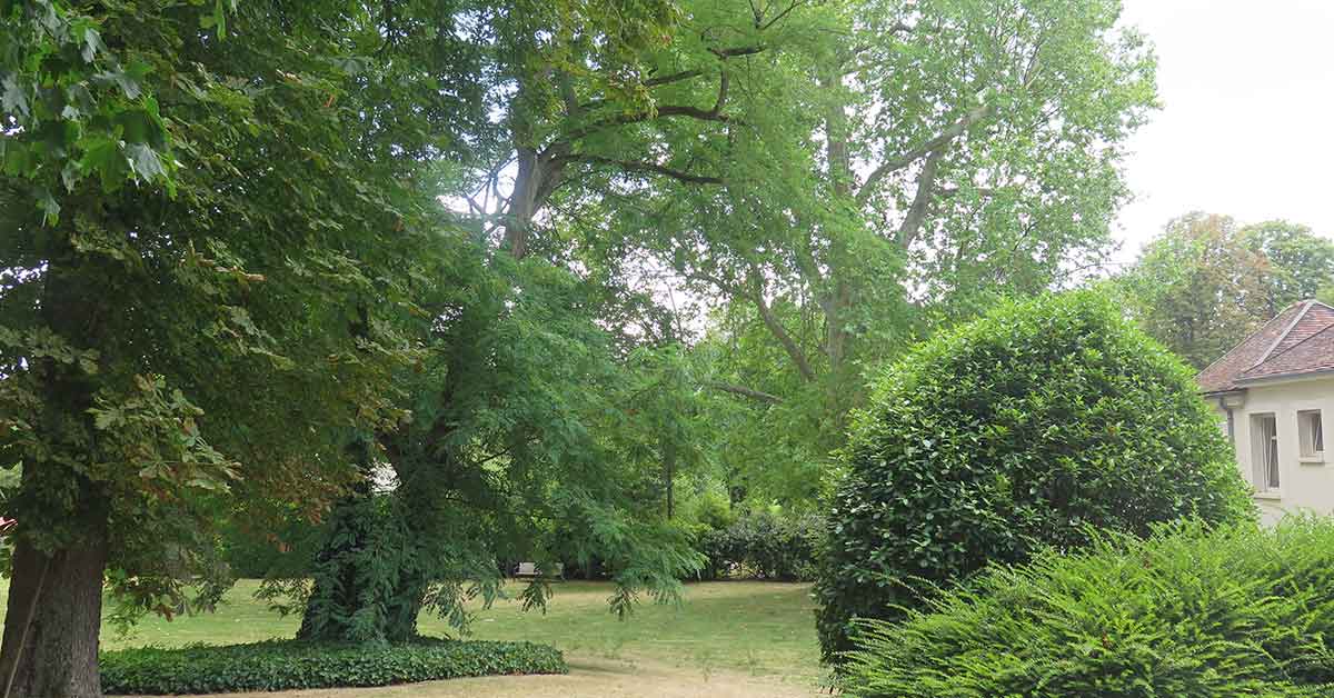Audit arboricole avant achat immobilier