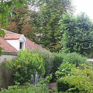 Audit arboricole avant achat immobilier