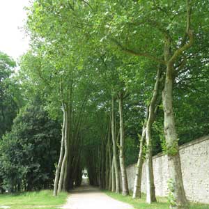 arbres de parcs historiques