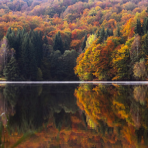 Plus d'arbres, plus d'eau...