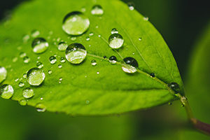 Gestion durable de l'eau de pluie et de l'arbre