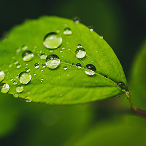 Gestion durable de l'eau de pluie et de l'arbre