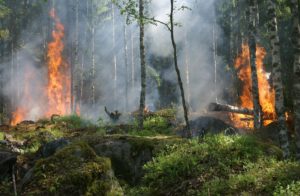 projet de foret primaire Francis Hallé