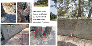 Conseil arboricole