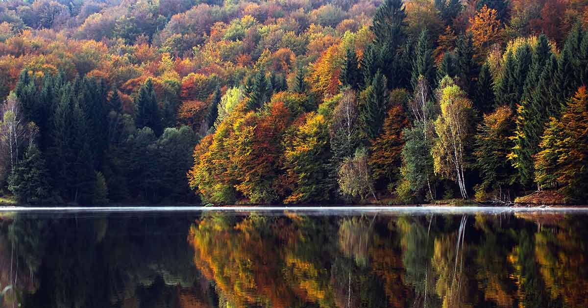 Plus d'arbres, plus d'eau...
