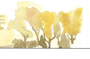 Arbre patrimoine | Expert-conseil en arboriculture ornementale