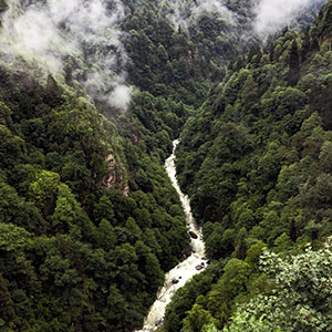 projet de foret primaire Francis Hallé