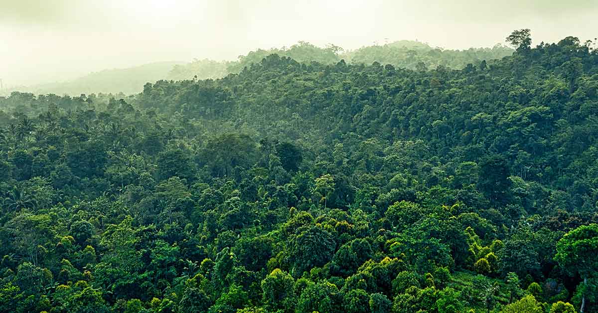 projet de foret primaire Francis Hallé