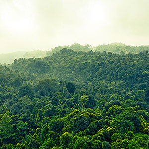 projet de foret primaire Francis Hallé