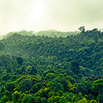 une forêt primaire en Europe