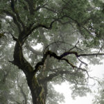 Expert Forestier ou Expert Arboricole ?