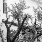 Litiges autour d'un arbre entre voisins