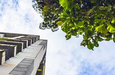 Planter des arbres en ville en région PACA