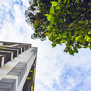 Planter des arbres en ville en région PACA